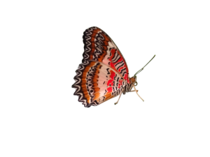 The Red Lacewing 